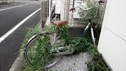 Thumbnail of weeds and bicycles