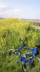 Thumbnail of 菜の花畑とGIOS Panto@江戸川CR